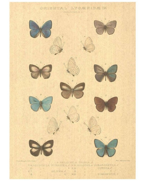 Flax Art Poster | Encyclopedia Butterfly B | FWP-AP-EN2B